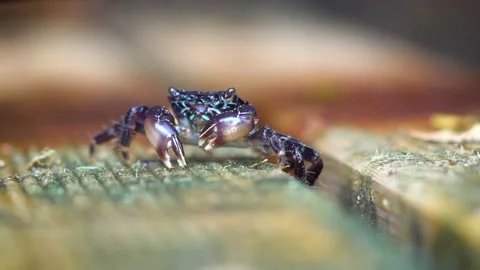 A Feeding Small Crab, Close Up Stock Footage 145730605