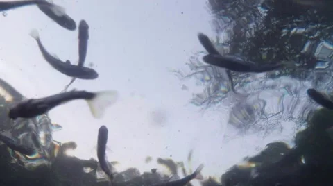 Feeding small fish on a background of sky and trees view from under water Stock Footage 42696681