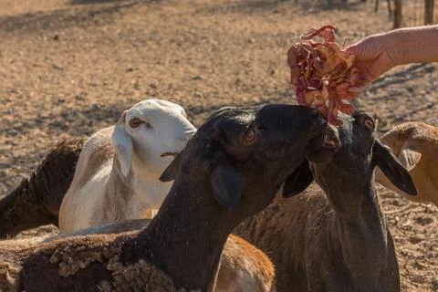 Feeding a small flock of sheep, Namibia Stock Photos