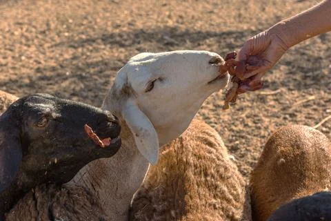 Feeding a small flock of sheep, Namibia Stock Photos