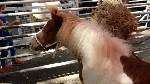 Feeding small horses Stock Footage 122335861