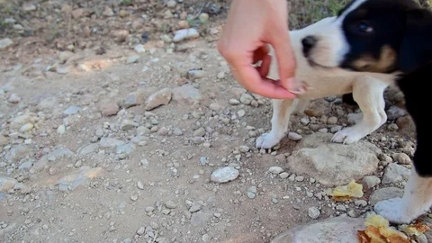 Feeding small puppies close up. Stock Footage 114241533