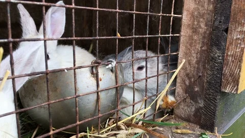 Feeding small rabbits 库存影片 83047444