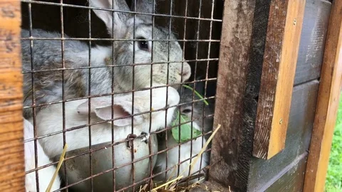 Feeding small rabbits Stock Footage 83047529