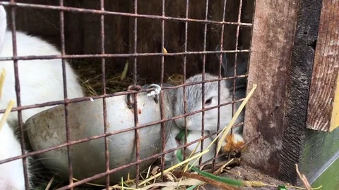 Feeding small rabbits 库存影片 83048820