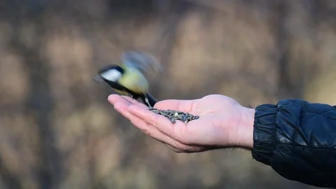 Feeding small songbirds with a human hand Stock-Footage 123783281