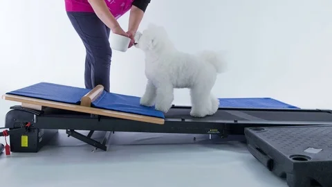 Feeding a small white puppy and his last feet are on a conveyor belt Stock Footage 83772682