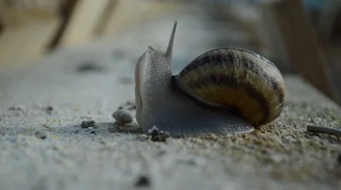 Feeding a snail Video stock 44611705