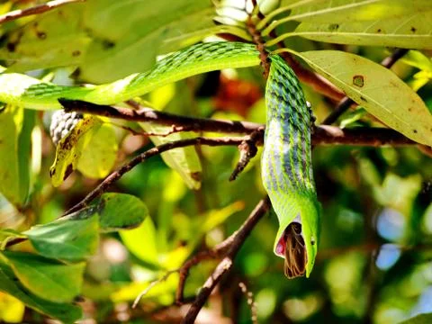 Feeding snake Stock Photos
