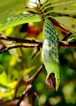 Feeding snake Stock Photos