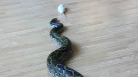 Feeding snake - python eating rat 스톡 동영상 10898432