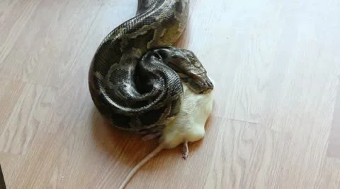 Feeding snake - python eating rat Stock Footage 10898440