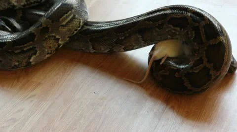 Feeding snake - python eating rat 스톡 동영상 10898447