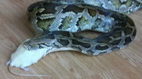 Feeding snake - python eating rat Stock Footage 10898449