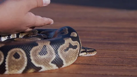 Feeding the snakes Stock Footage 97889060