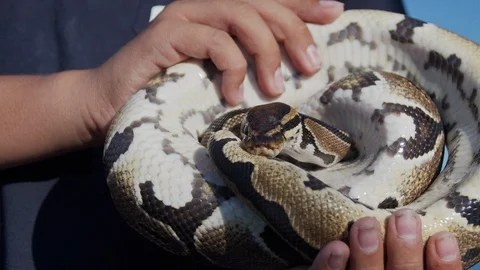 Feeding the snakes Stock Footage 97889207