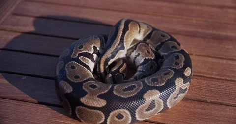 Feeding the snakes Stock Footage 97889230