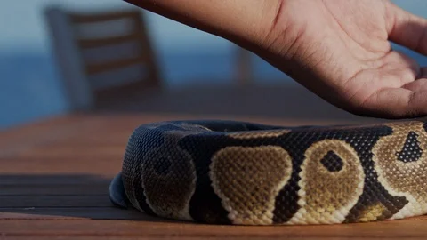 Feeding the snakes Stock Footage 97889265