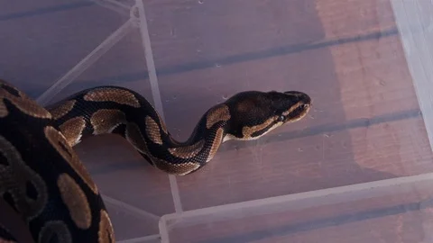 Feeding the snakes Stock Footage 97889306