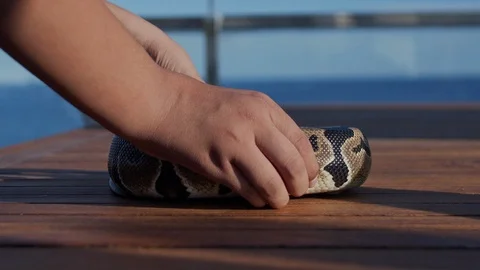 Feeding the snakes Stock Footage 97889369