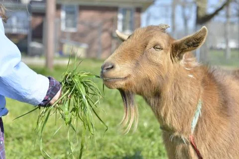 Feeding Snickers Stock Photos