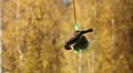Feeding sparrow 5 Video HD