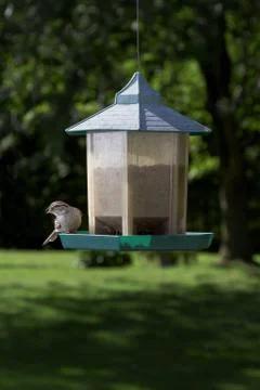 Feeding sparrow Foto stock