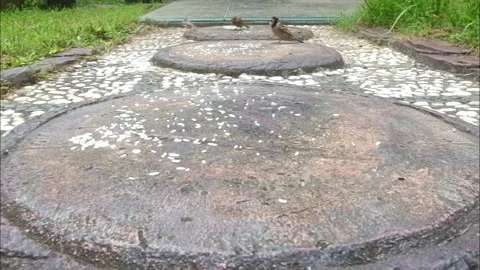 Feeding the sparrows in the backyard Stock Footage 217419604