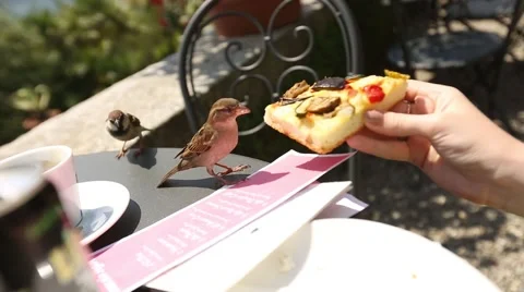 Feeding Sparrows from Hand Stock Footage 59913708