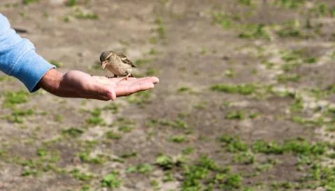 Feeding sparrows from hand. Stock Photos