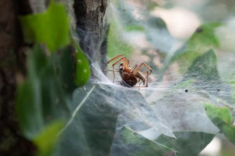 Feeding Spider 스톡 사진