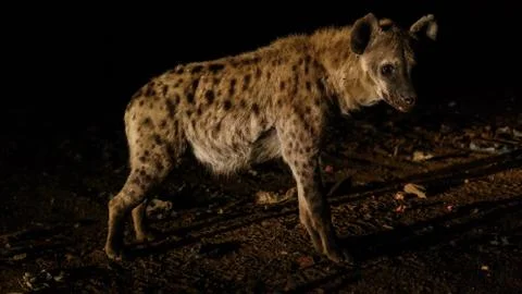 Feeding of spotted hyenas, Harar Ethiopia Stock Photos