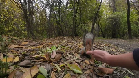 Feeding a squirrel in the autumn forest Stock Footage 229652168