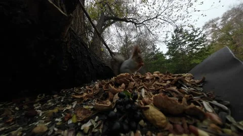 Feeding a squirrel in the autumn forest Stock Footage 229652211