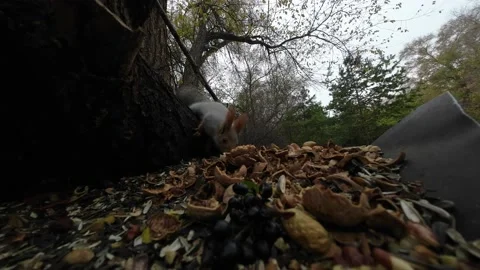 Feeding a squirrel in the autumn forest Stockbeeldmateriaal 229652215