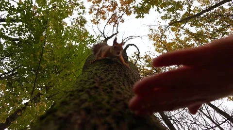 Feeding squirrel climbing down the tree in autumn park slow motion shot Stock Footage 68938371