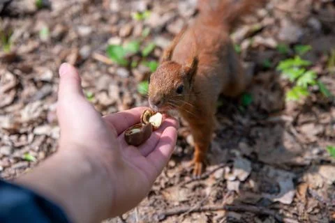 Feeding a squirrel, close up on hand Stock Photos