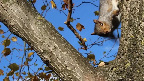Feeding a squirrel Stock Footage 97623620