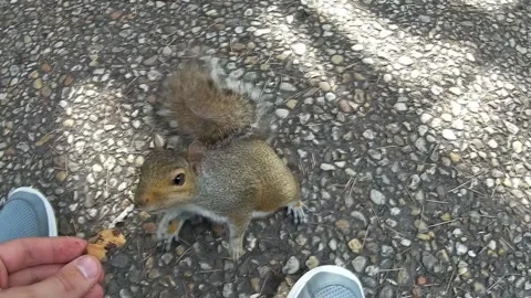 Feeding a squirrel Stock Footage 130477512