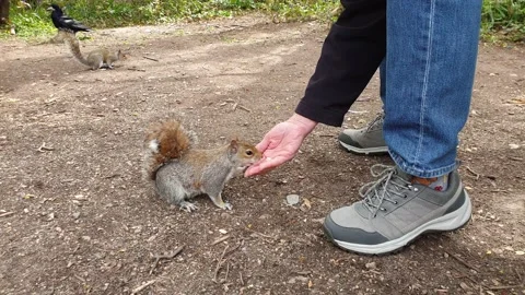Feeding the squirrel Stock Footage 157681402