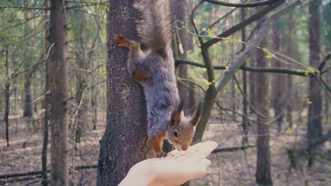 Feeding Squirrel in Forest Stock Footage 76211526