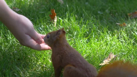 Feeding a squirrel with hazelnut in 4k slow motion 60fps Stock Footage 104486620