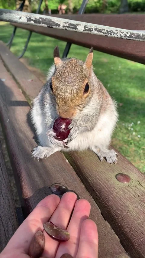 Feeding Squirrel (IMG 4014-) Stock Footage 133782397