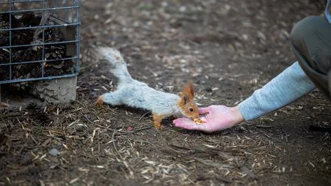 Feeding a Squirrel with Nuts by Hand Stock Photos