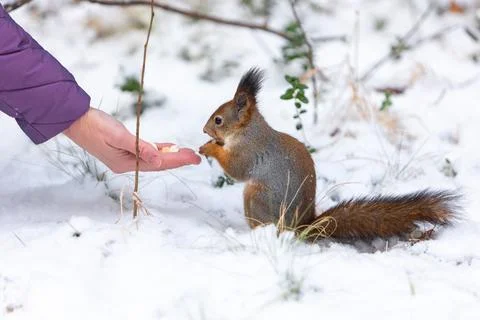 Feeding a squirrel with nuts from a hand in a winter park outdoors Stock-Fotos