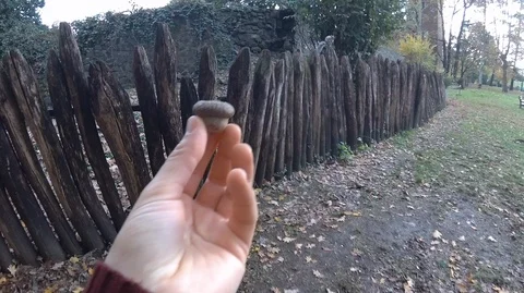 Feeding a squirrel in a park Stock Footage 120543553