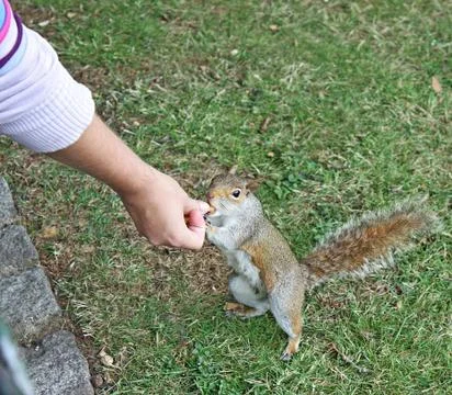 Feeding squirrel Stock Photos