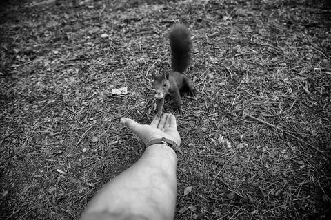 Feeding a squirrel Stock Photos