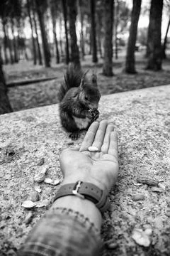 Feeding a squirrel Stock Photos