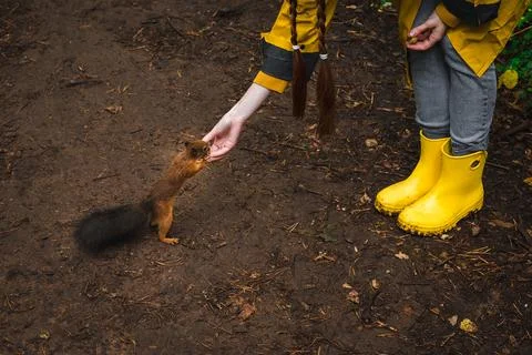 Feeding squirrel Stock Photos